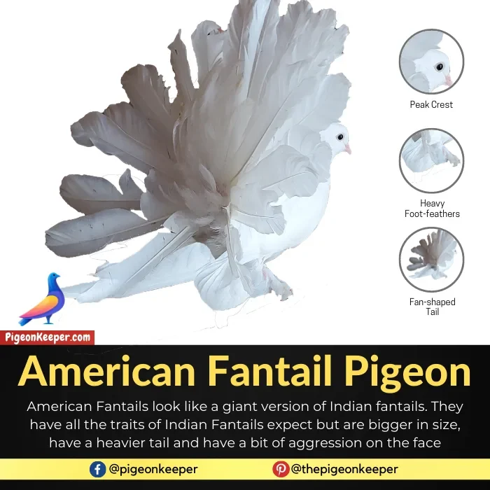 American Fantail Pigeon