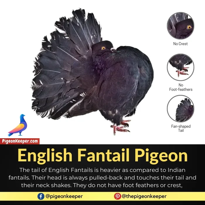 English Fantail Pigeon