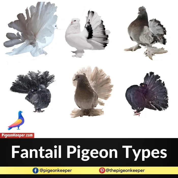 Fantail Pigeon Types