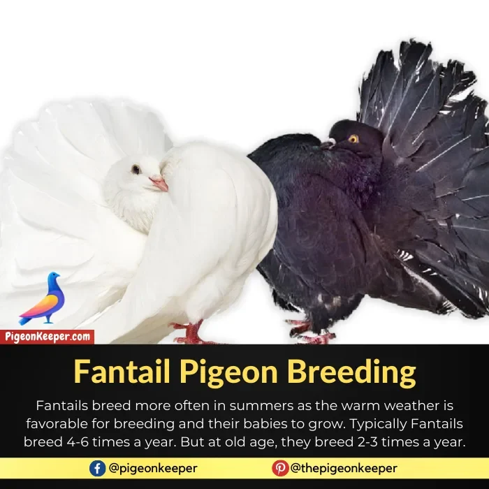 Fantail pigeon breeding