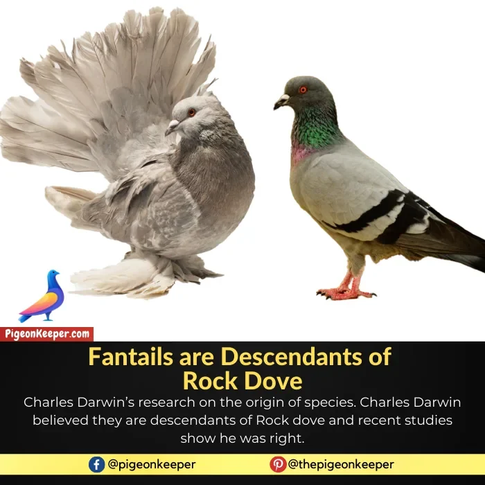 Fantail pigeons are descendants of rock dove