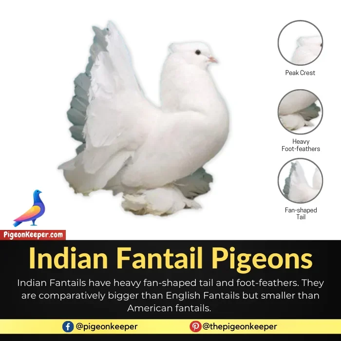 Indian Fantail Pigeon