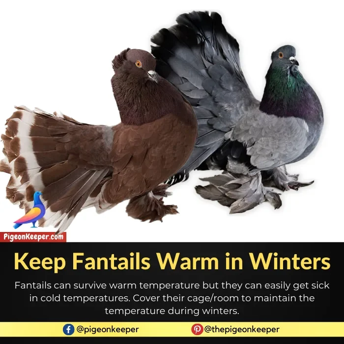 Keep fantail pigeons warm in winters