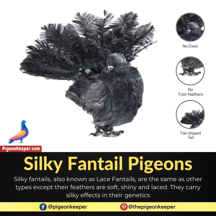 Silky Fantail Pigeon