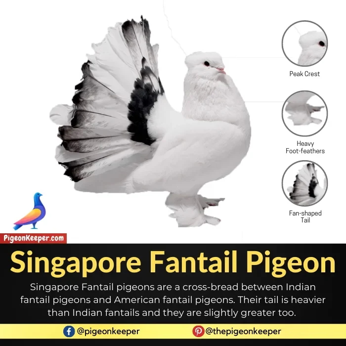 Singapore Fantail Pigeon