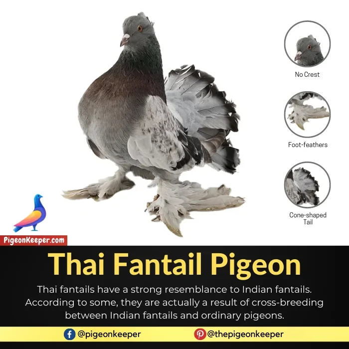 Thai Fantail Pigeon
