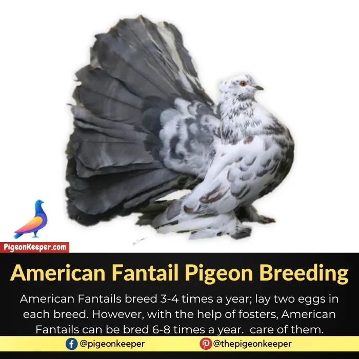 American Fantail Pigeon Breeding
