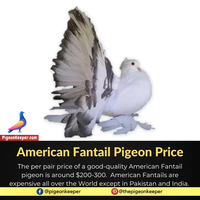 American Fantail Pigeon Cost