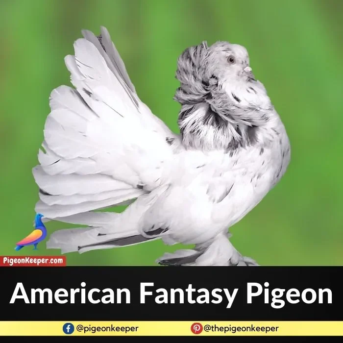 American Fantasy Pigeon