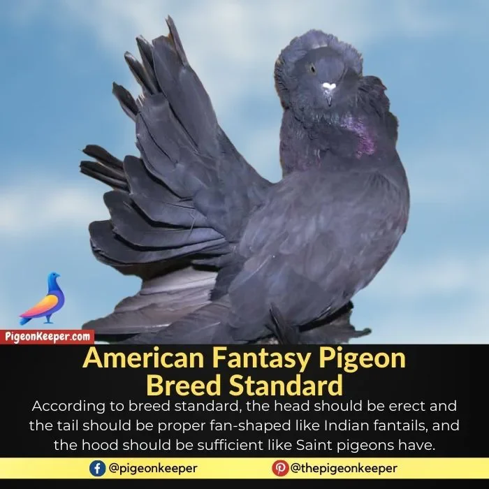 American Fantasy Pigeon Breed Standard