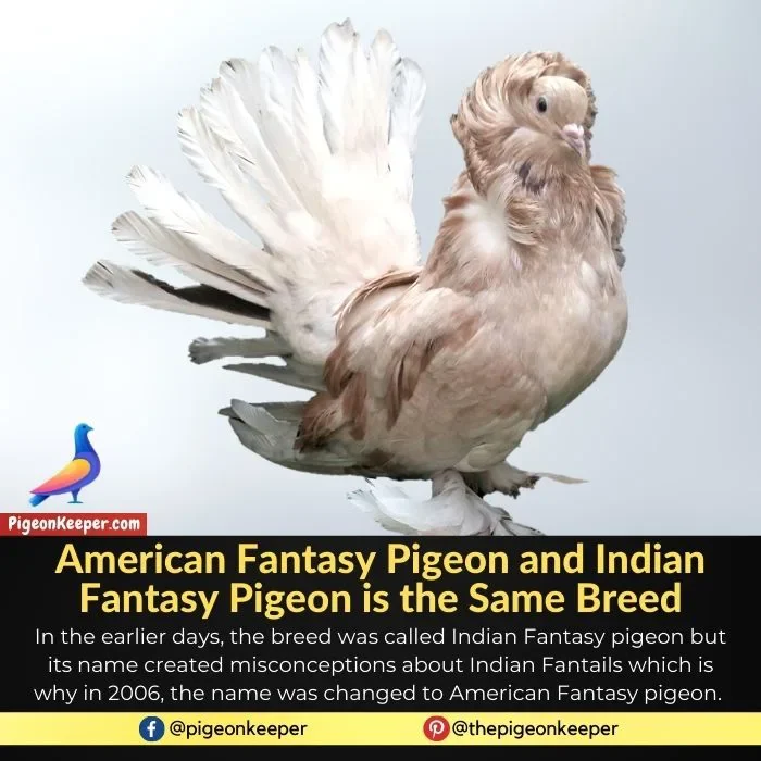 American Fantasy Pigeon and Indian Fantasy Pigeon is the Same Breed