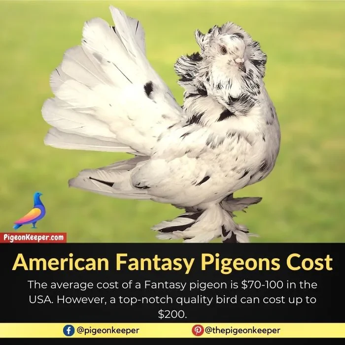 American Fantasy Pigeons Cost