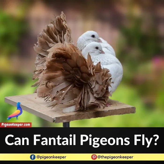 Can Fantail Pigeons Fly