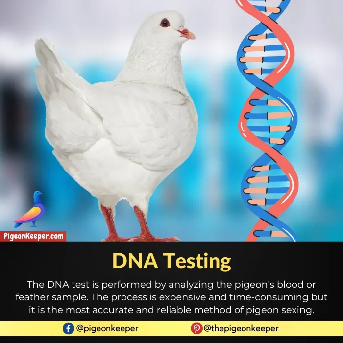 DNA Test for Pigeon Gender Identification