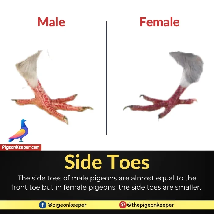 Difference Between Side Toes of Male and Female Pigeons