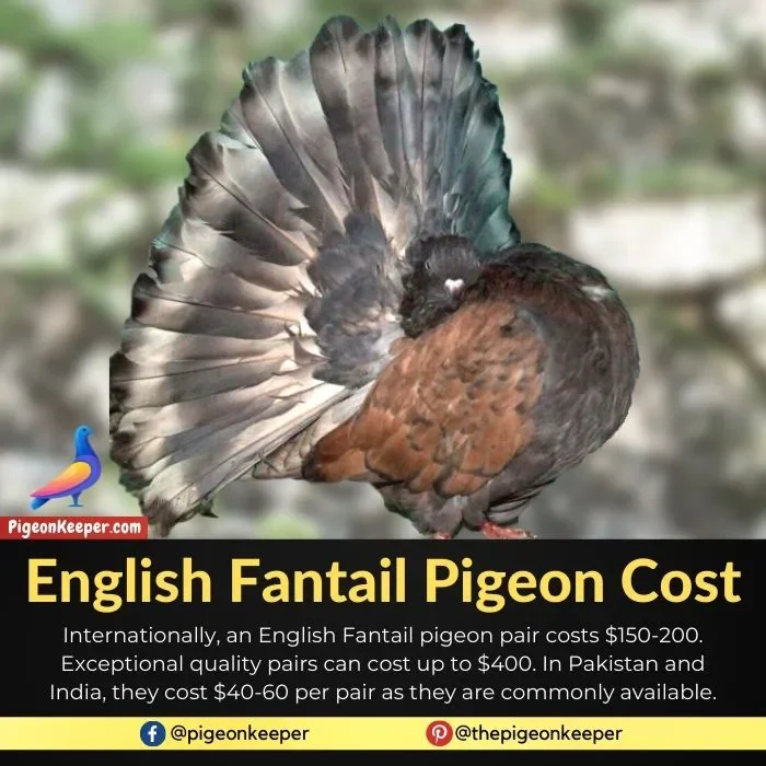 English Fantail Pigeon Cost