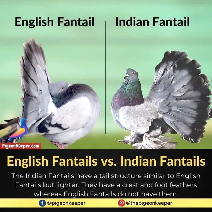 English Fantails vs. Indian Fantails
