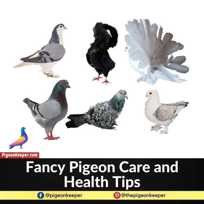 Fancy pigeon care and health tips