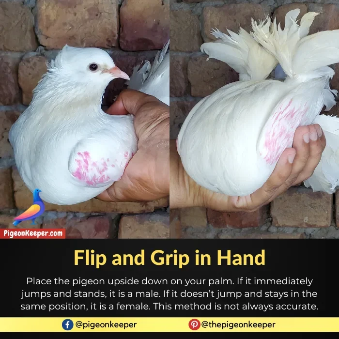 Flip and Grip Pigeons to Know Their Gender