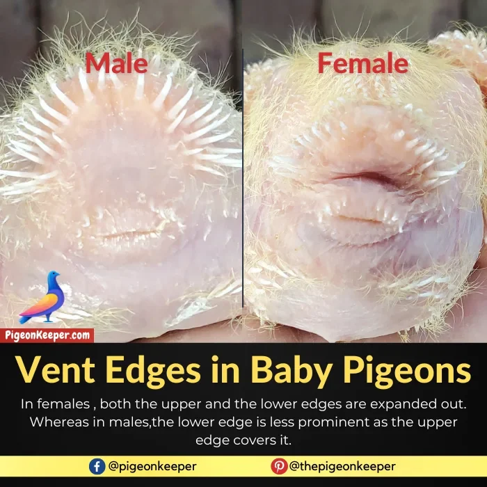 Gender Identification in Baby Pigeons with Vent Edges