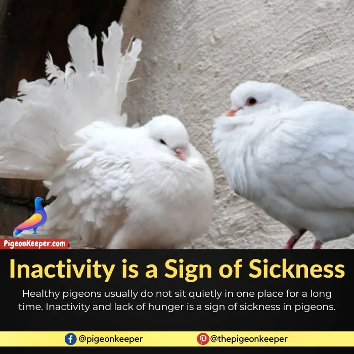 Inactivity in pigeons is a sign of sickness