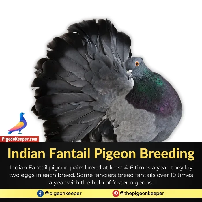 Indian Fantail Pigeon Breeding