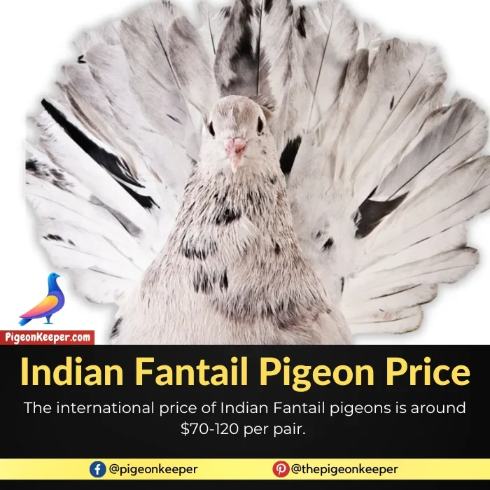 Indian Fantail Pigeon Cost