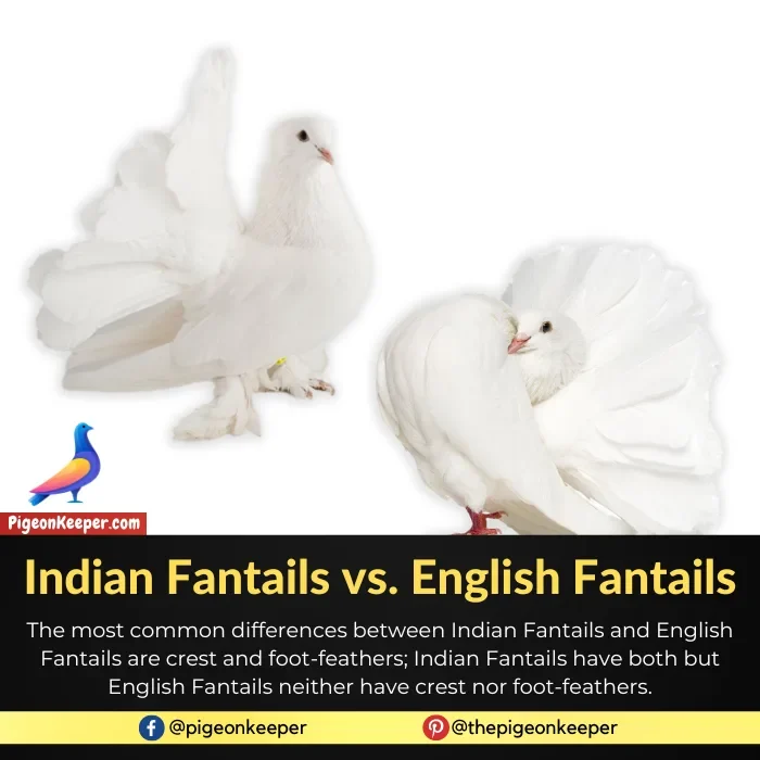 Indian Fantail vs English Fantail Pigeon