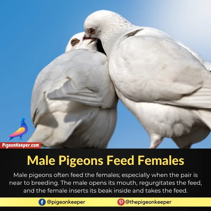 Male Pigeon Feed Females