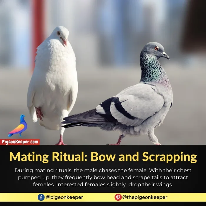 Mating Ritual in Pigeons - Bow and Scrapping