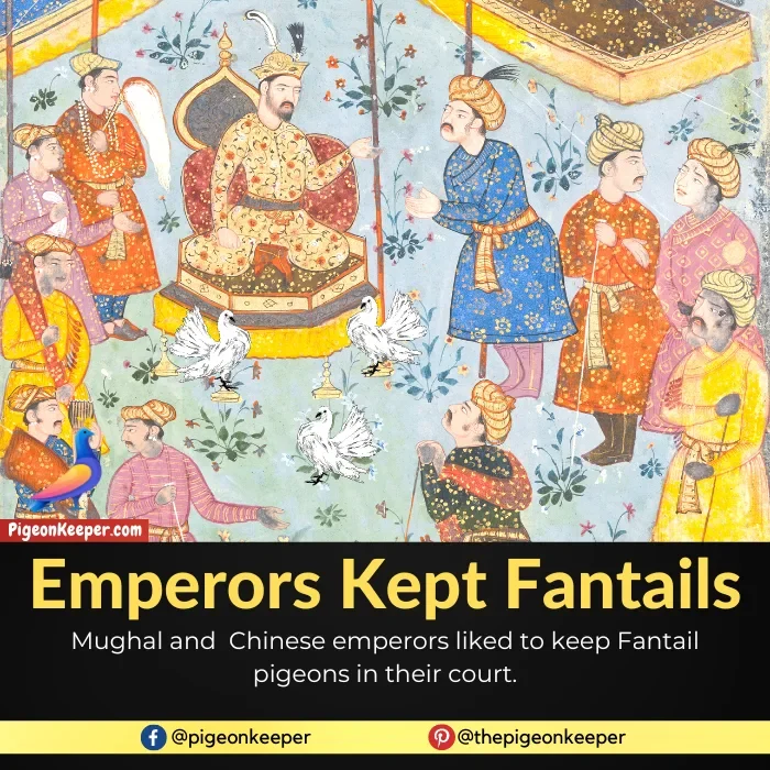 Mughal Emperors Kept Indian Fantail Pigeons