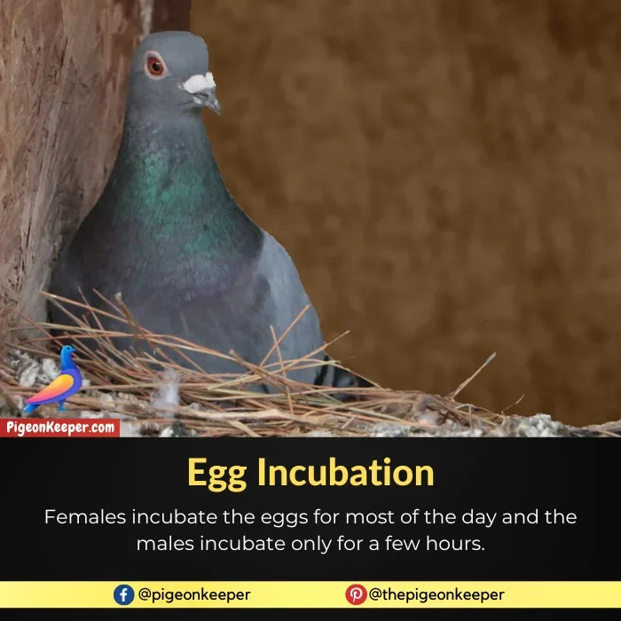 Only Female Pigeons Incubate Eggs