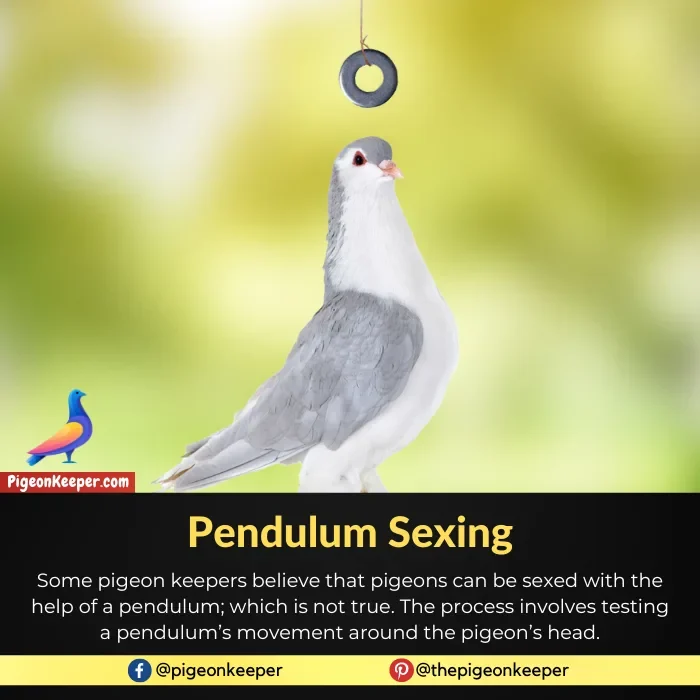 Pendulum Sexing in Pigeons