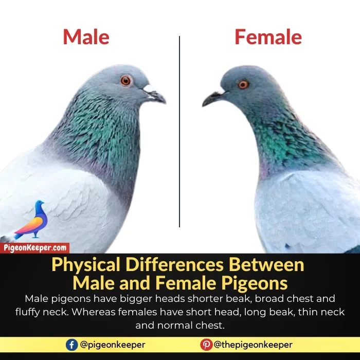 Physical Difference Between Male and Female Pigeons