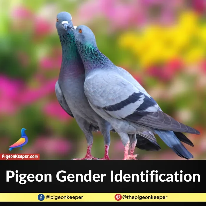 Pigeon Gender Identification