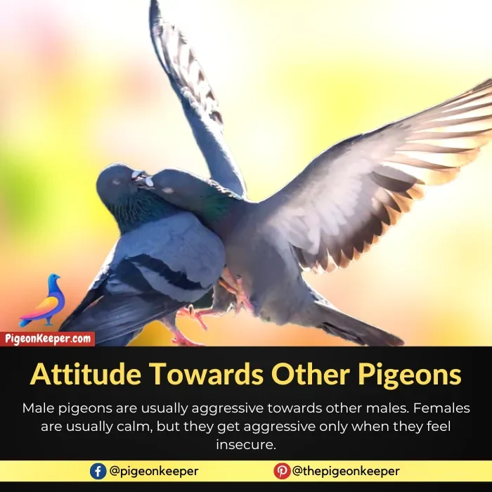 Pigeon Gender Identification with Behavior
