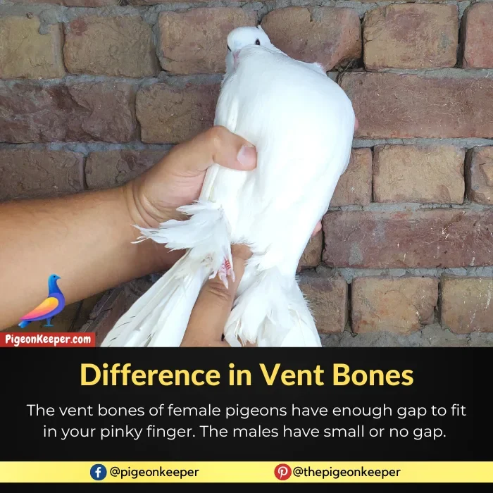 Pigeon Gender Identification with Vent Bones