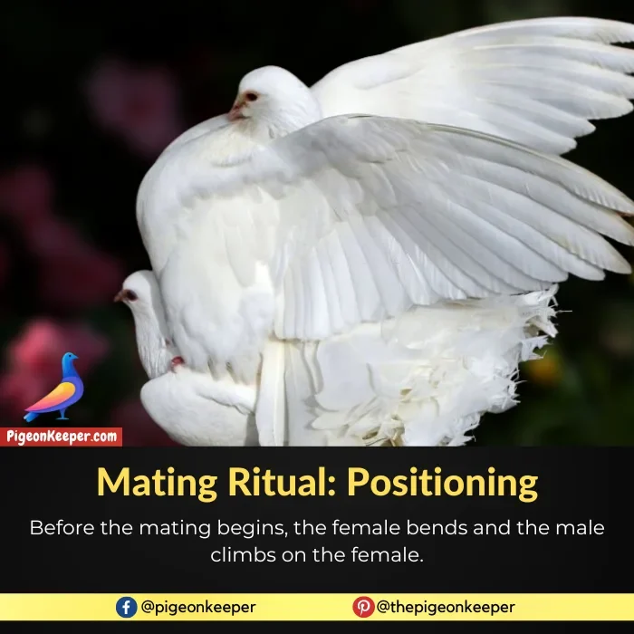Positioning in Pigeon Mating