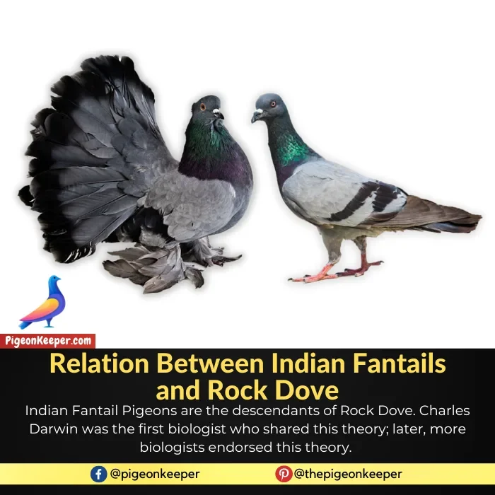 Relation between Indian Fantail Pigeon and Rock Dove