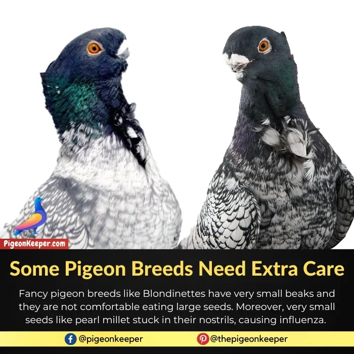 Some pigeon breeds need extra care