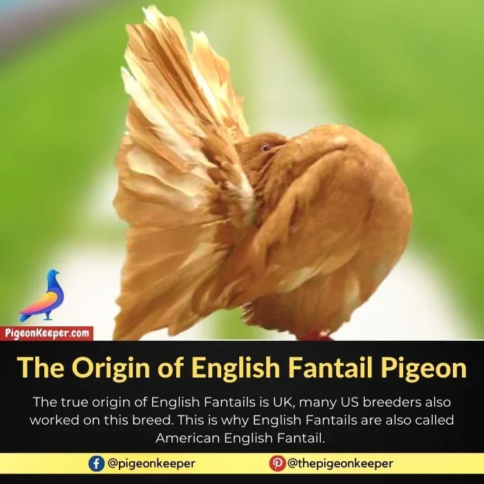 The Origin of English Fantail Pigeon