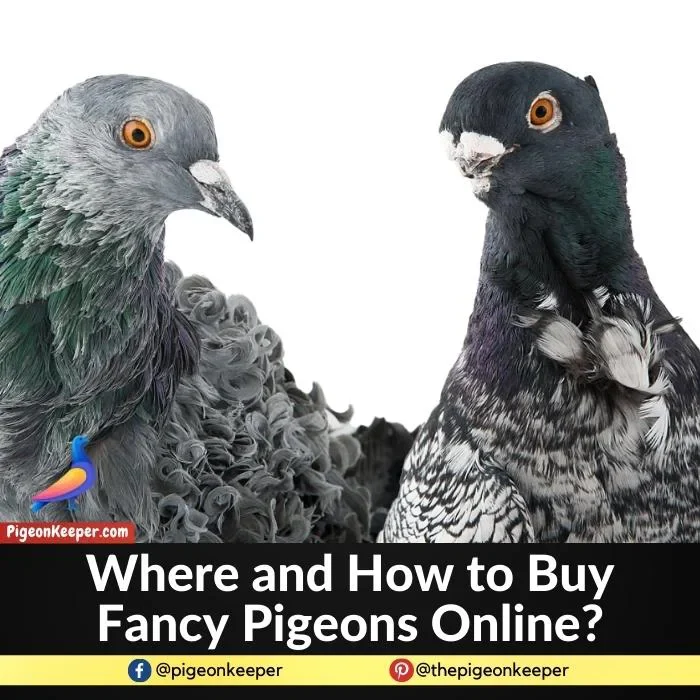 Where and How to Buy Fancy Pigeons Online