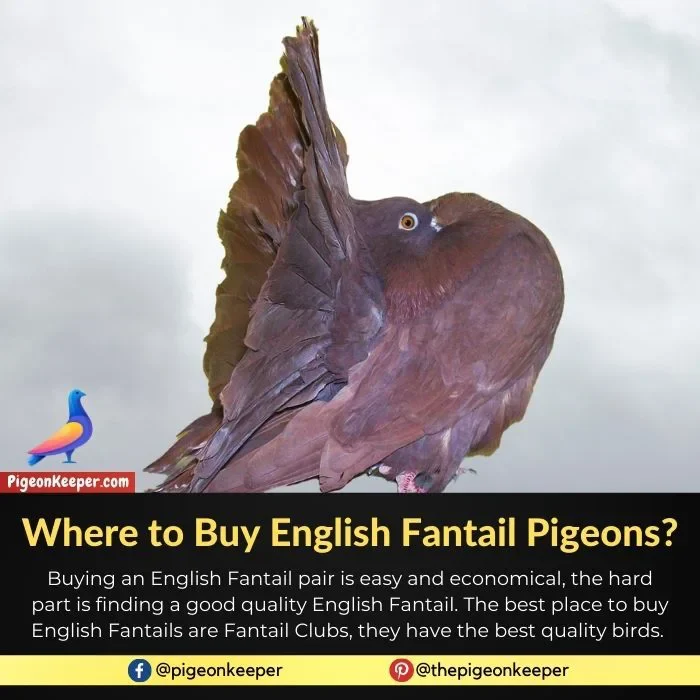 Where to Buy English Fantail Pigeons