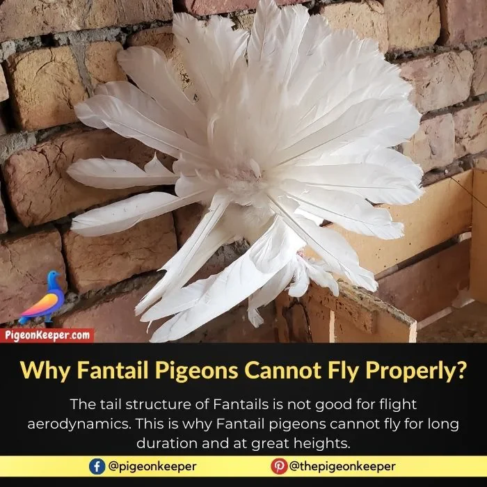 Why Fantail Pigeons Cannot Fly Properly
