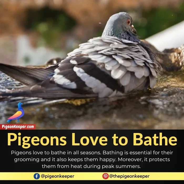 pigeons love to bath and they need it
