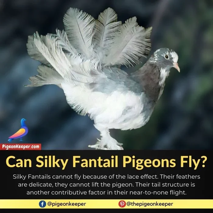 Can Silky Fantail Pigeons Fly