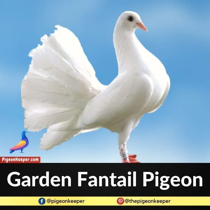Garden Fantail Pigeon
