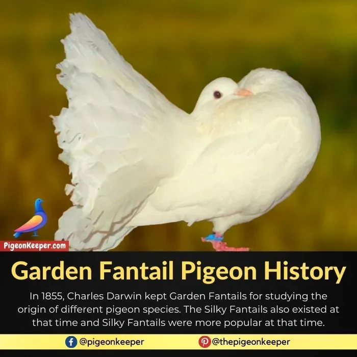 Garden Fantail Pigeon History