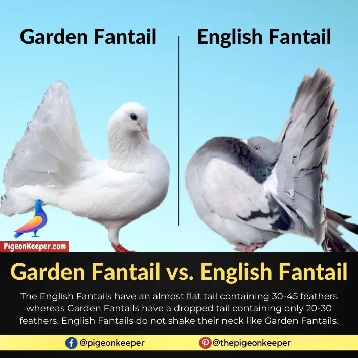 Garden Fantail vs. English Fantail Pigeon