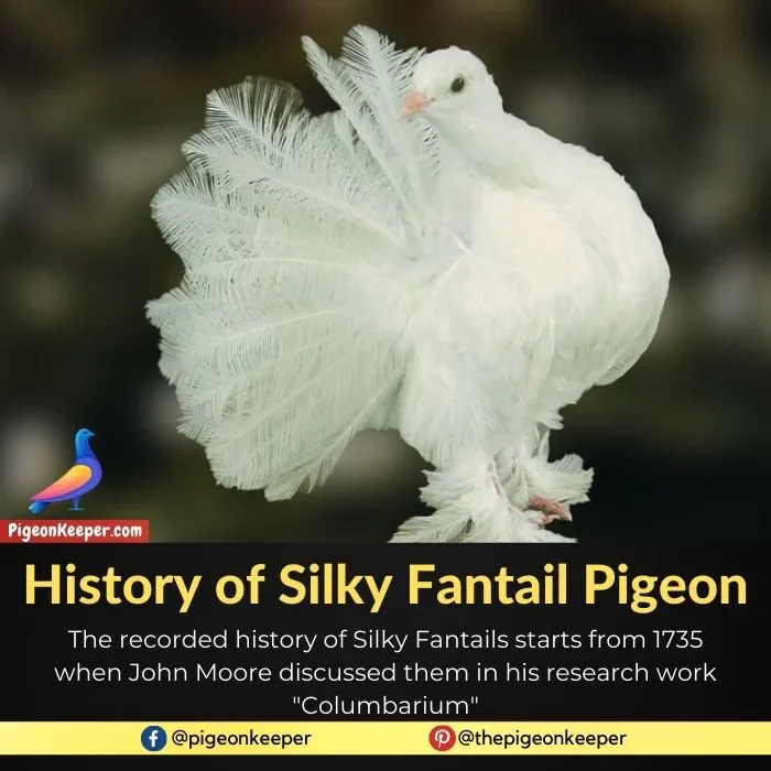 History of Silky Fantail Pigeon